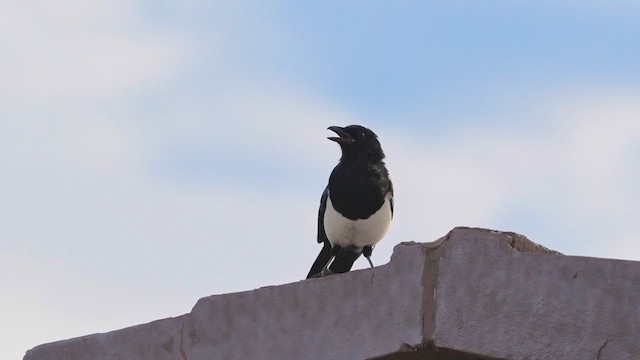Black-billed Magpie - ML623812968