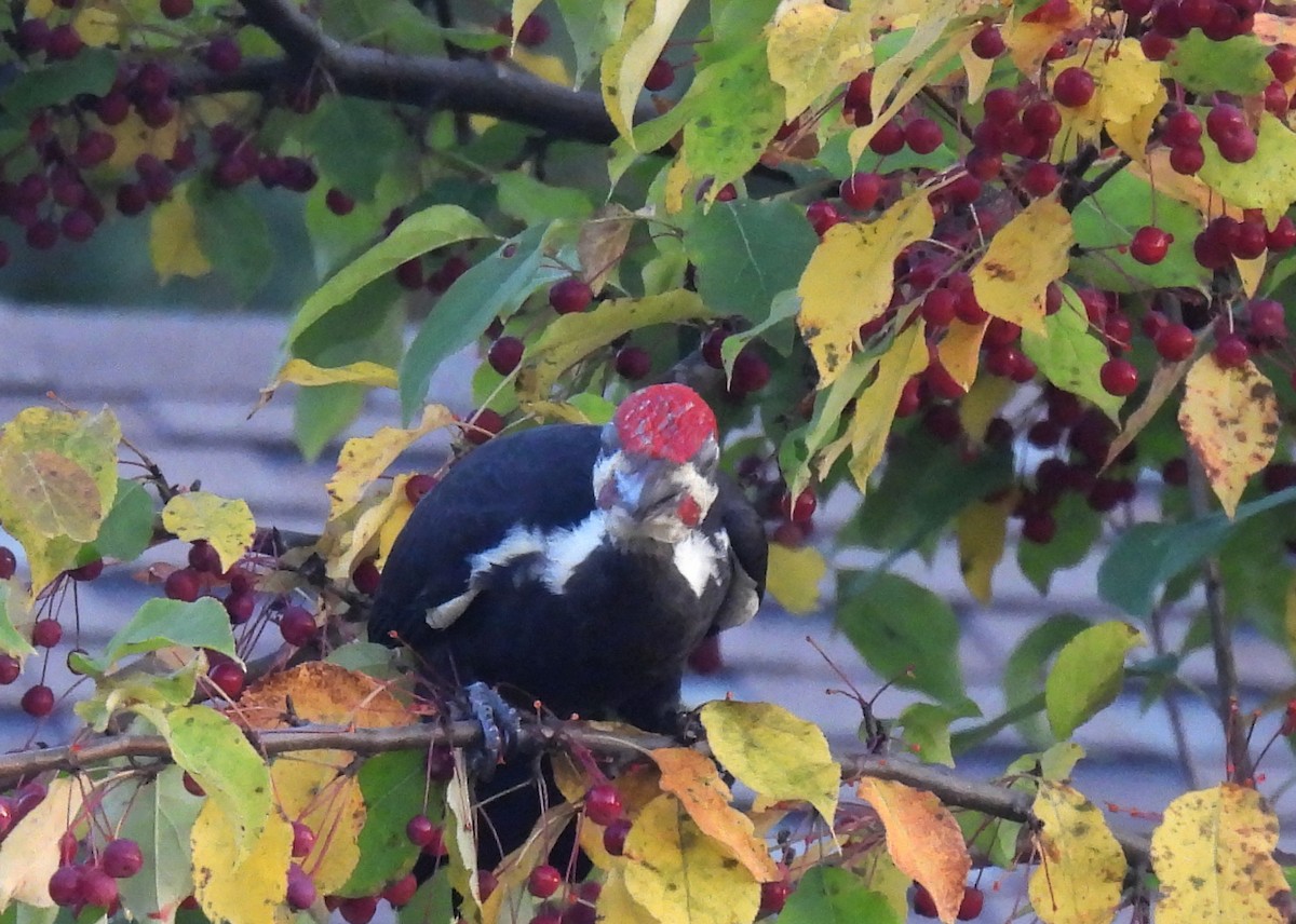 Pileated Woodpecker - ML623812985