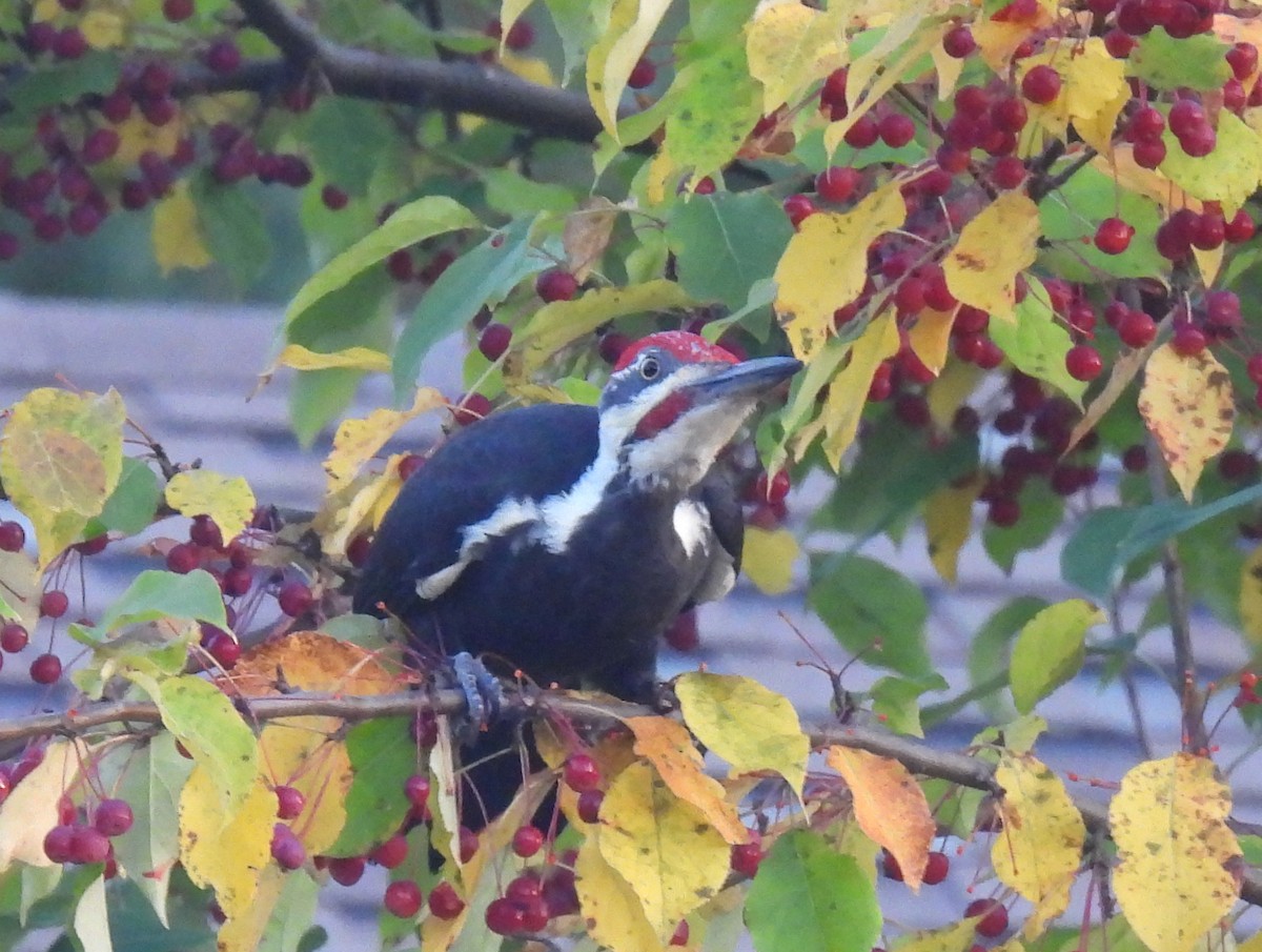 Pileated Woodpecker - ML623812986