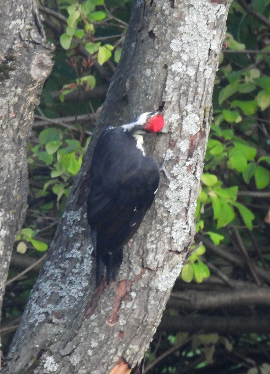 Pileated Woodpecker - ML623812989