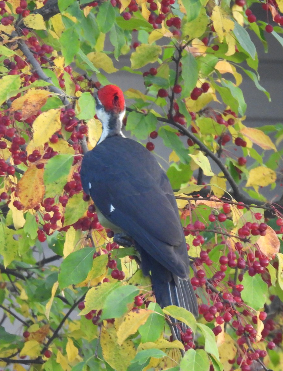 Pileated Woodpecker - ML623812990