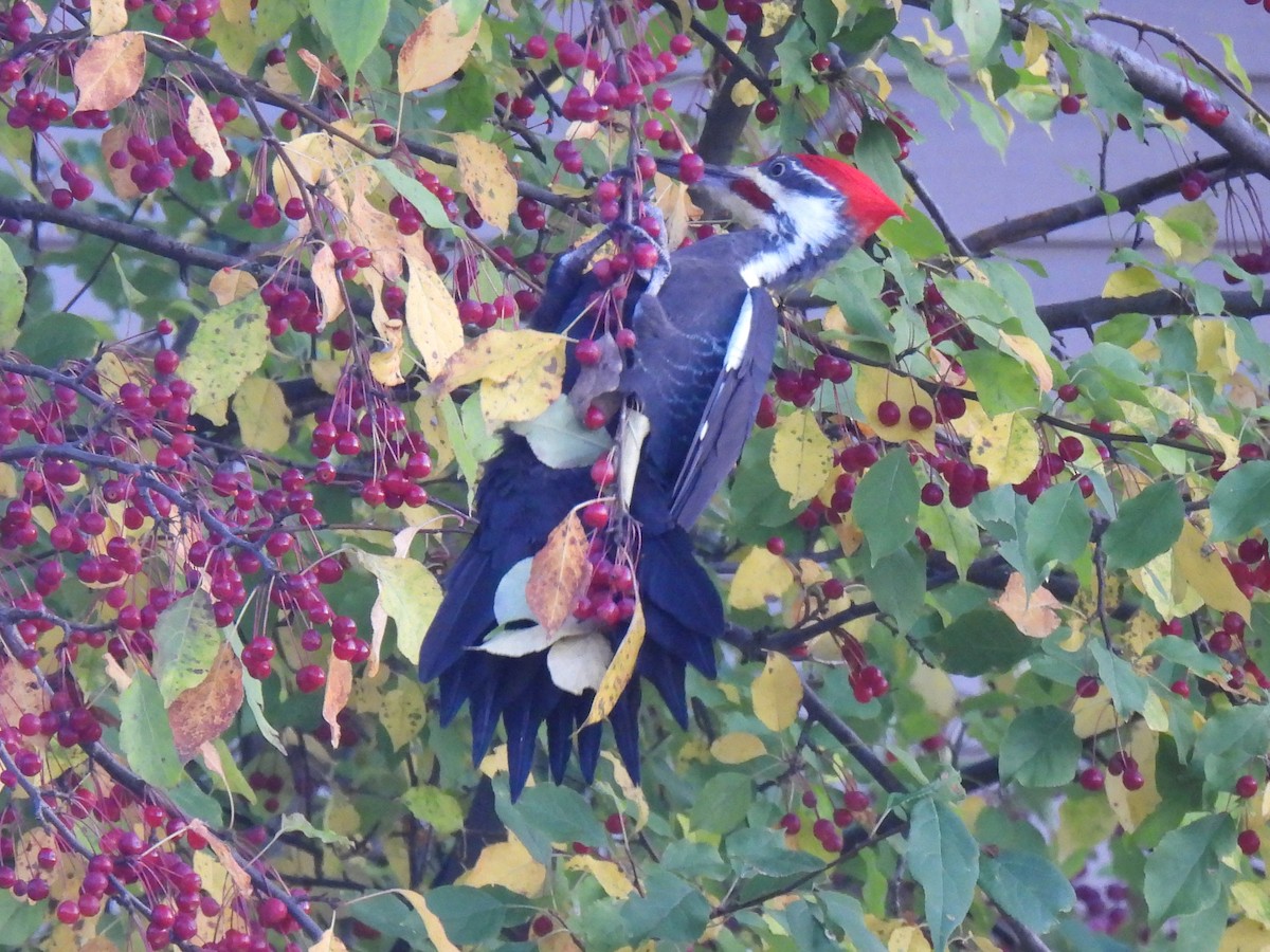 Pileated Woodpecker - ML623812991