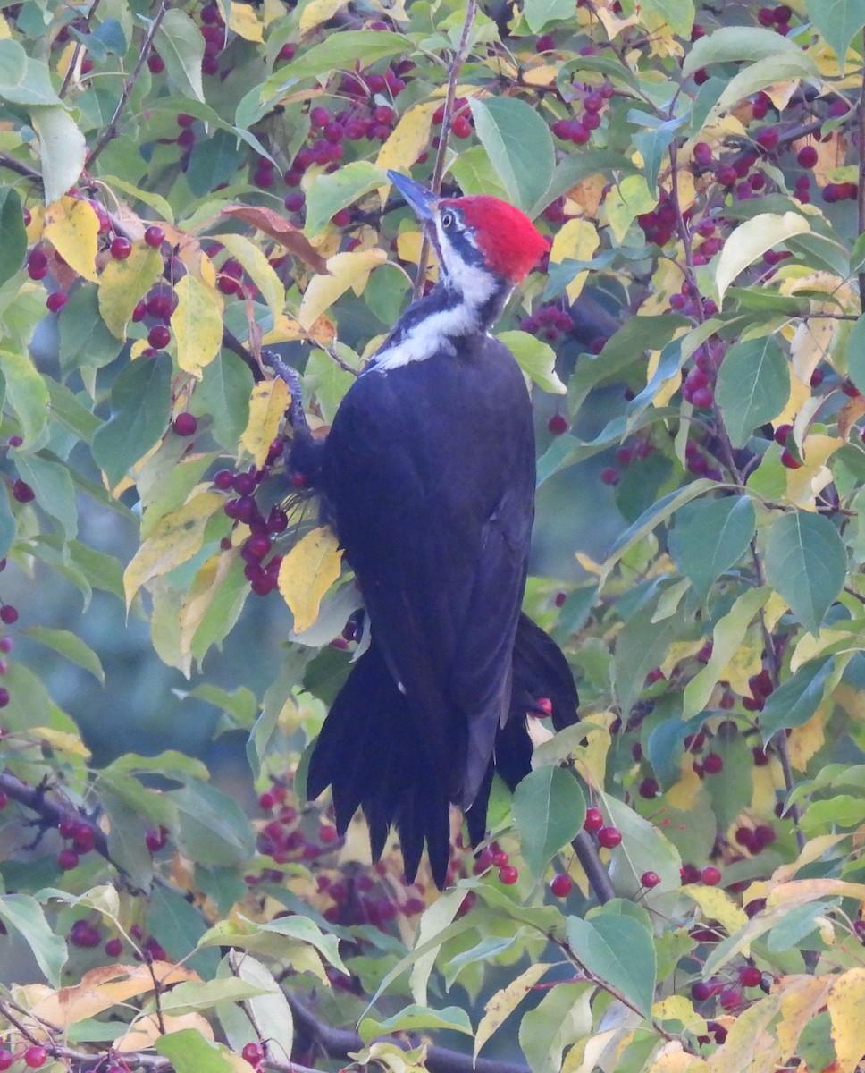 Pileated Woodpecker - ML623812992