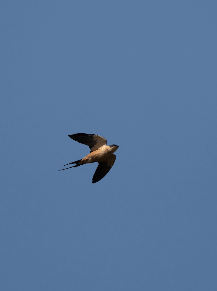 Rufous-chested Swallow - ML623812996