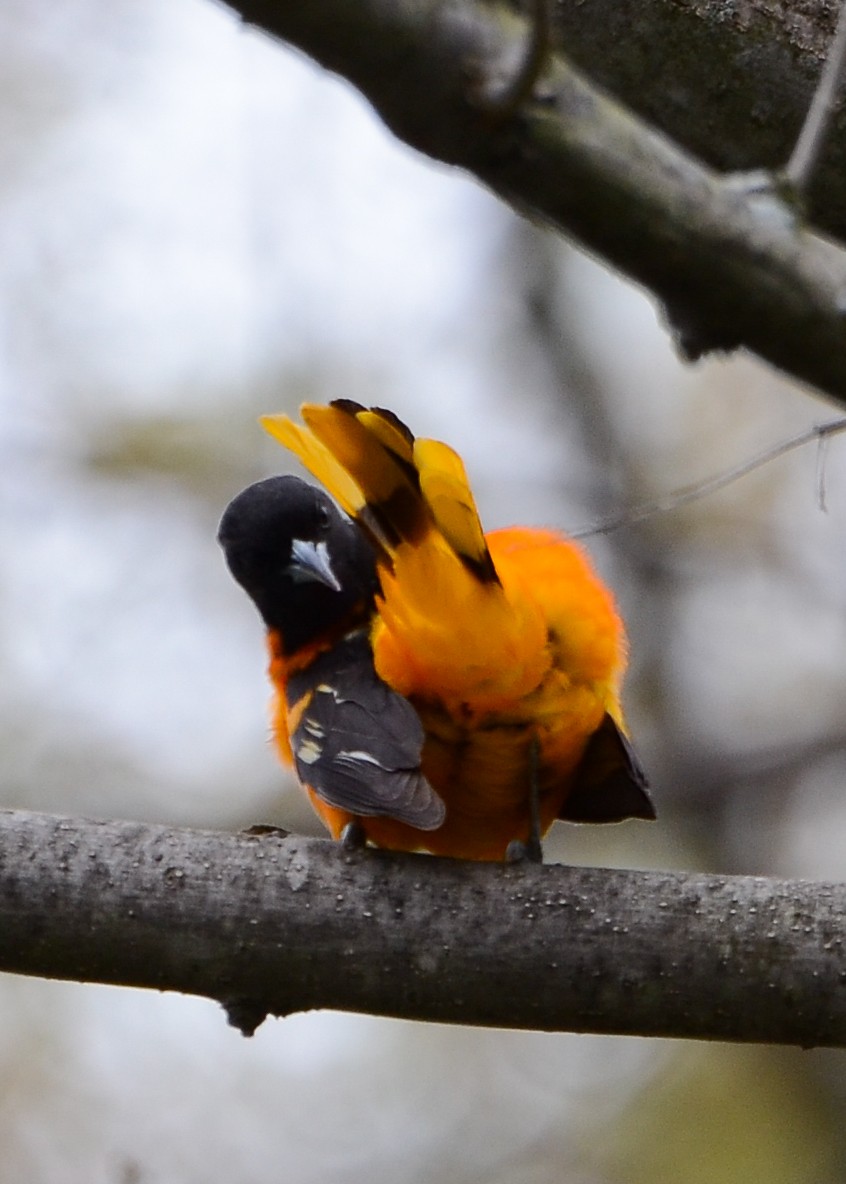 Baltimore Oriole - ML623813035