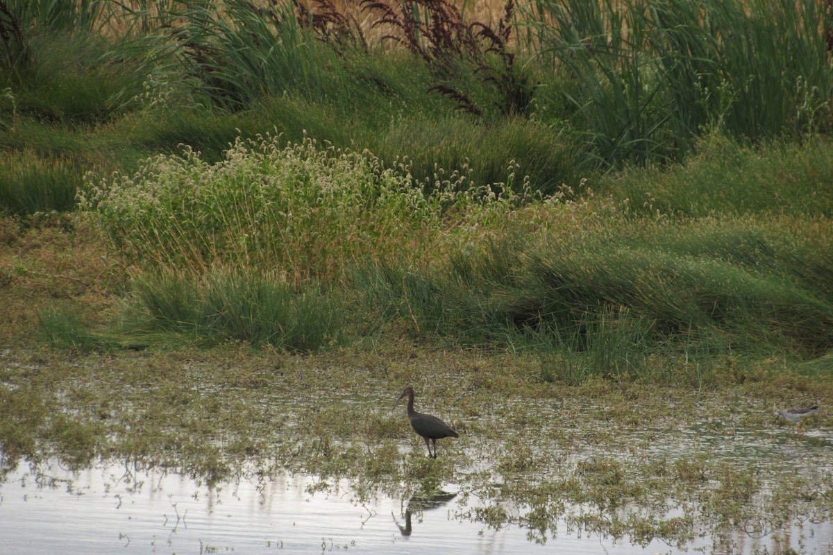 White-faced Ibis - ML623813082