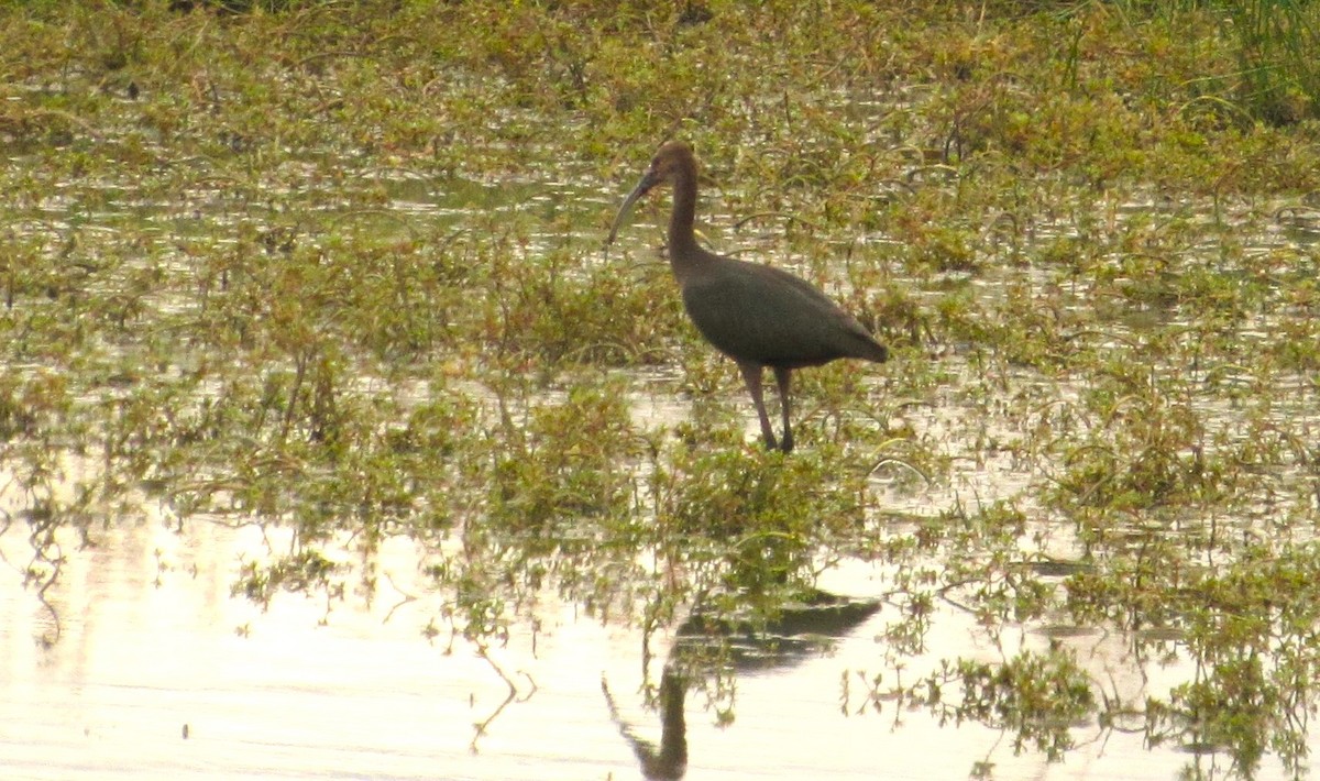 White-faced Ibis - ML623813089