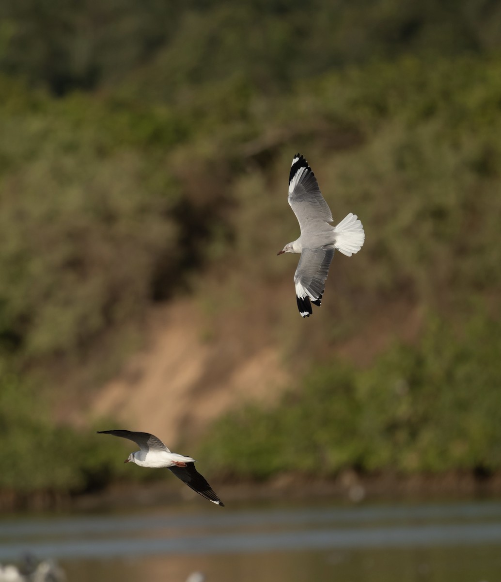 Gray-hooded Gull - ML623813118