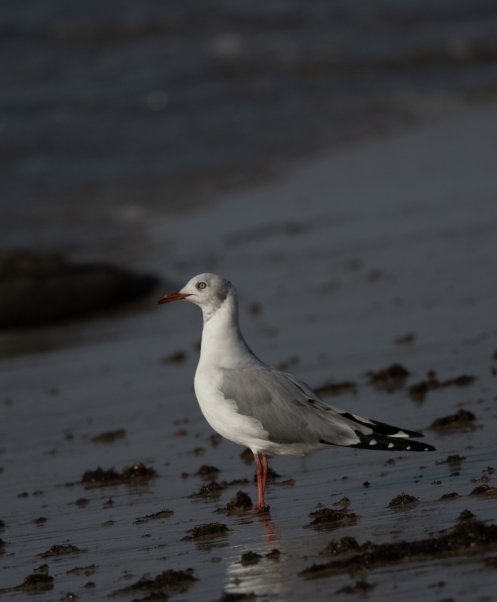 Gray-hooded Gull - ML623813125