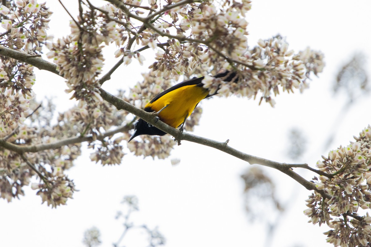 Black-cowled Oriole - ML623813131