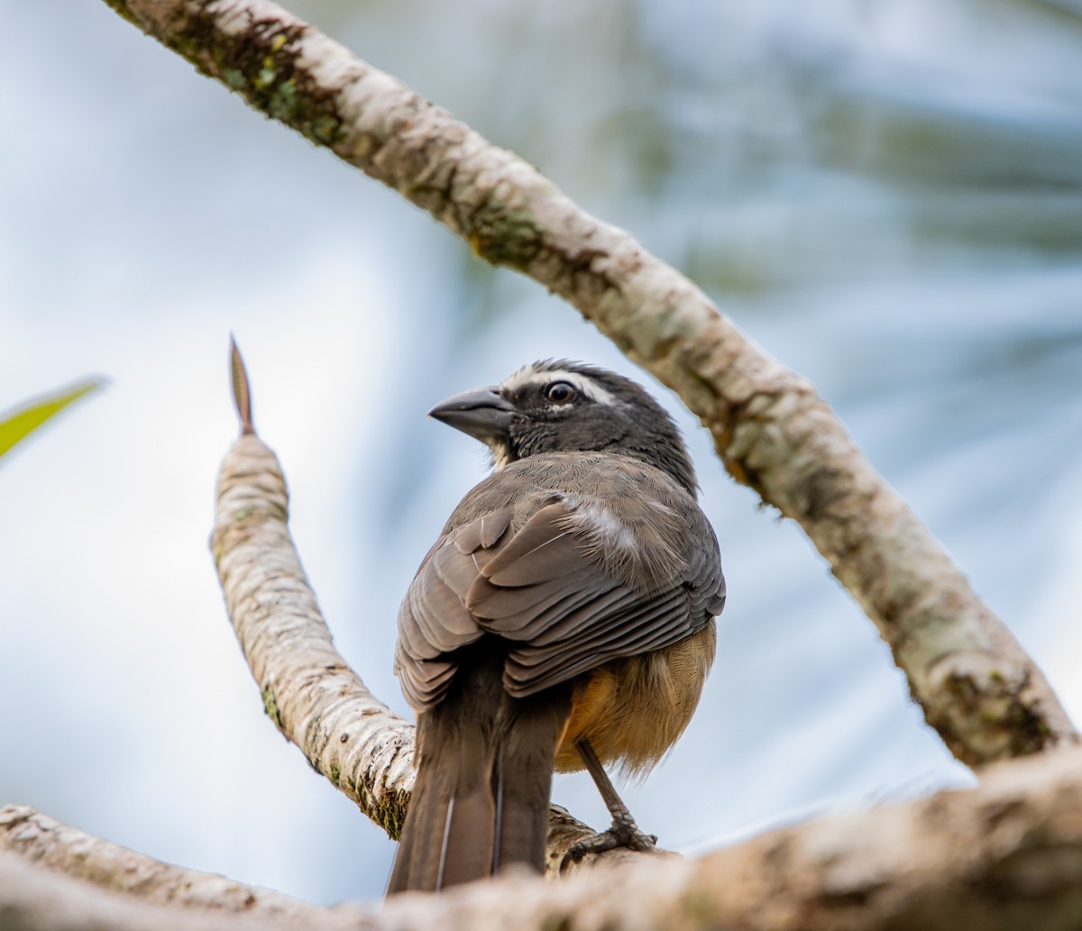 Cinnamon-bellied Saltator - ML623813146