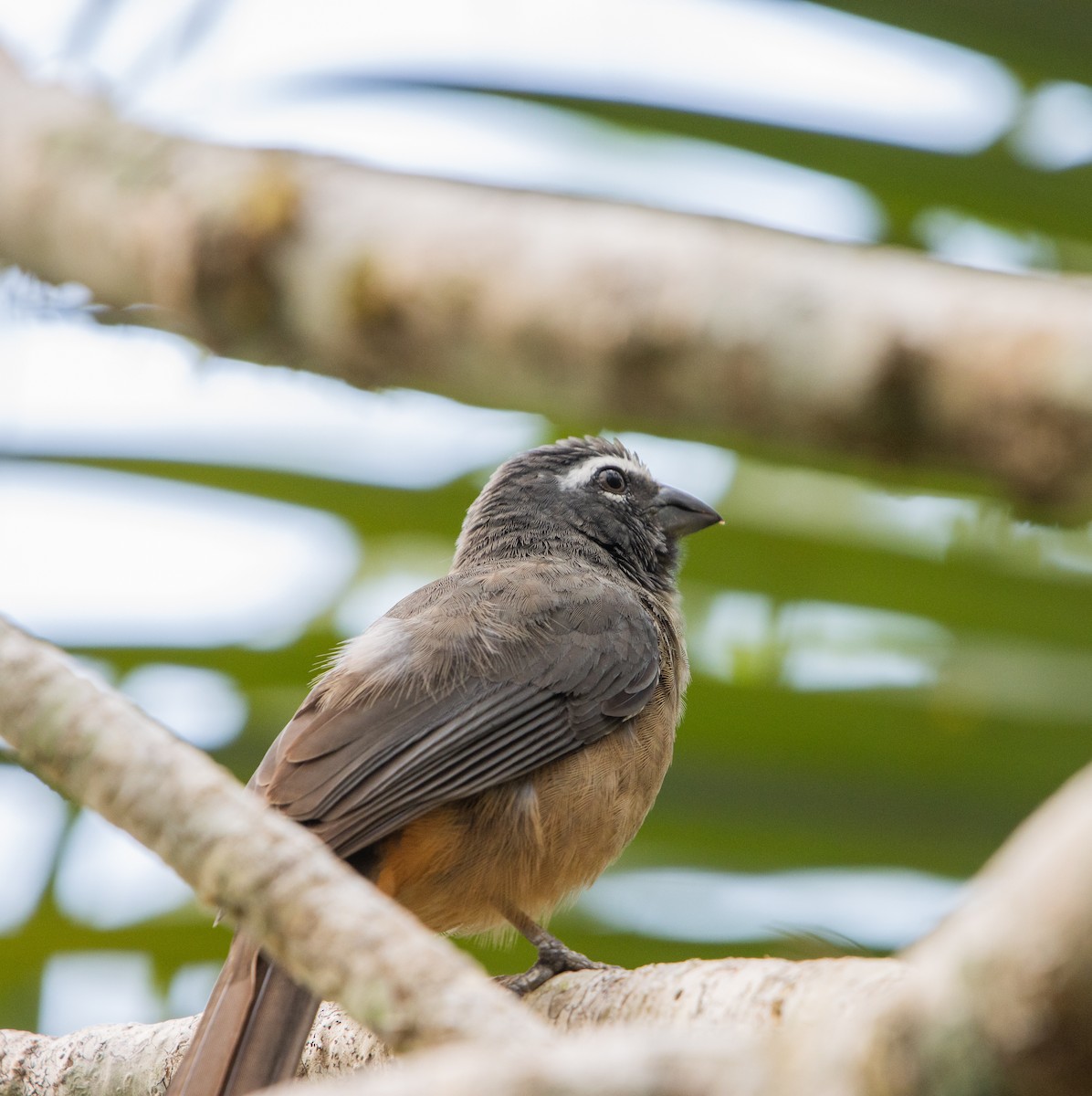 Cinnamon-bellied Saltator - ML623813147
