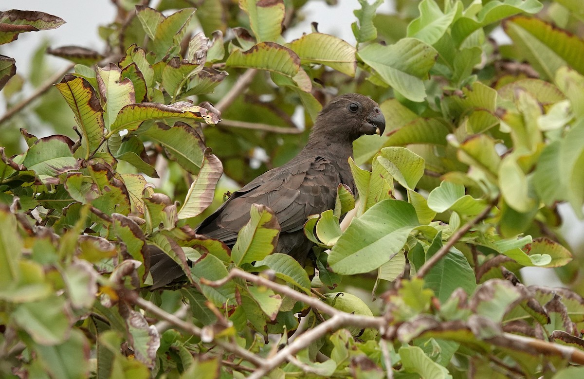 Seychelles Parrot - ML623813152