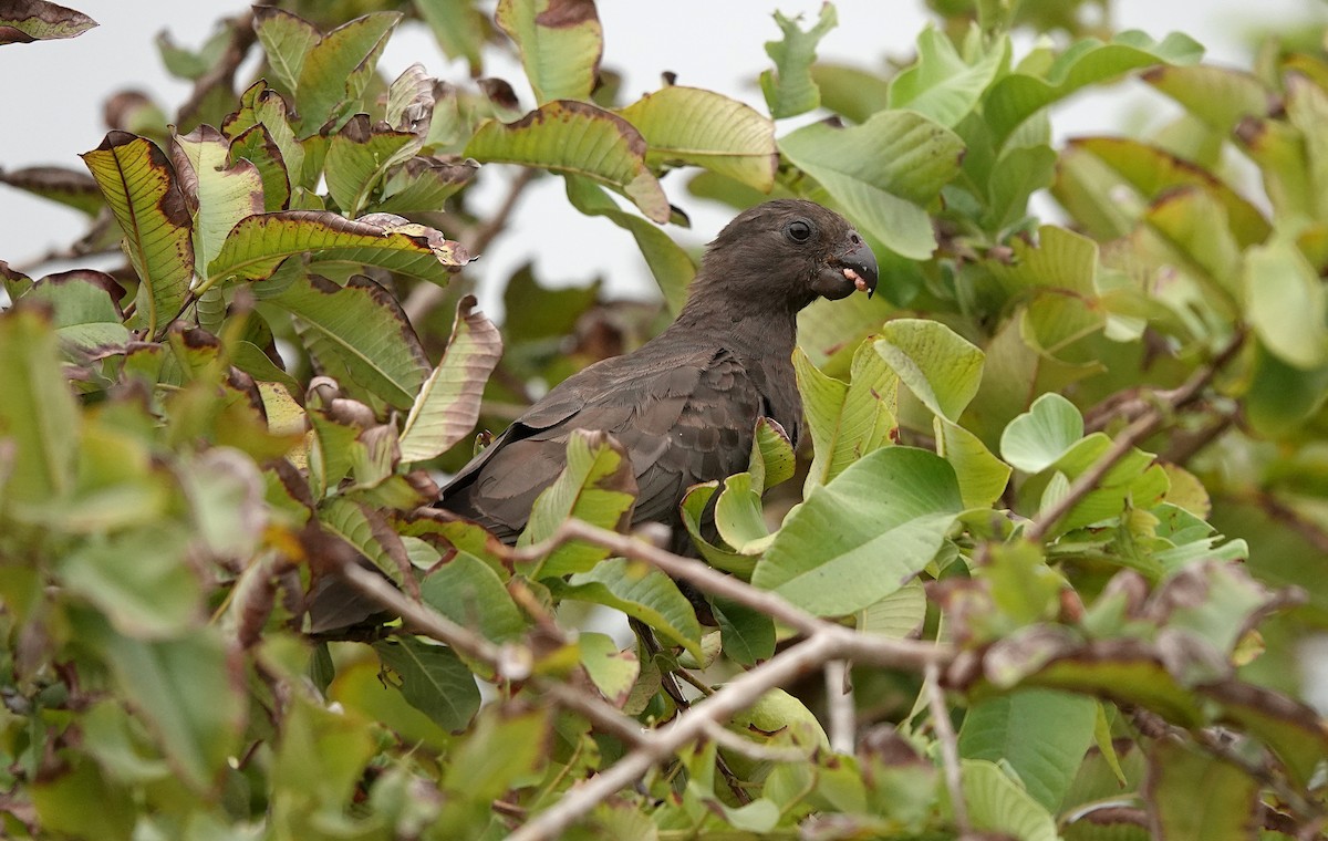 Seychelles Parrot - ML623813154