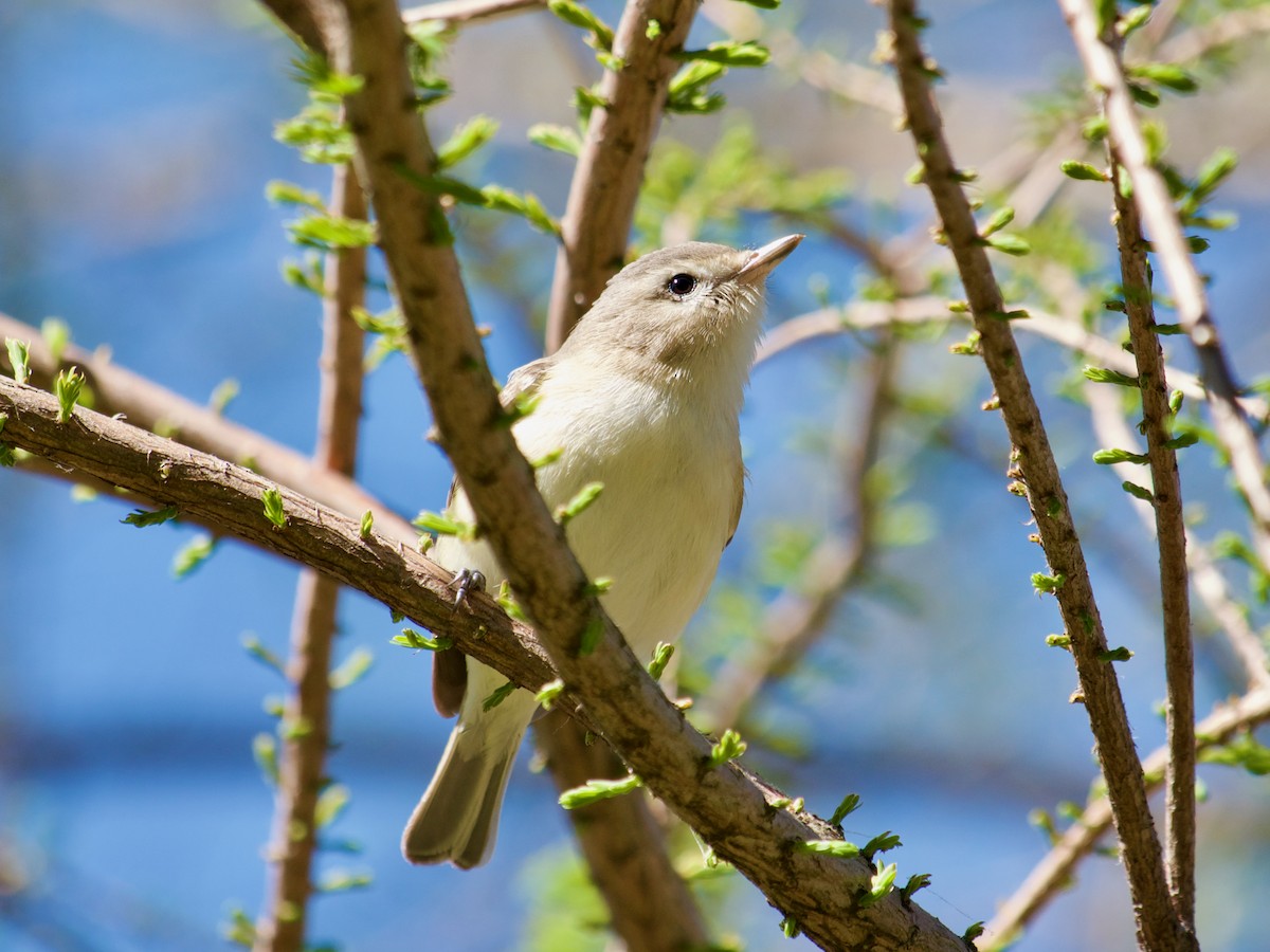 Ötücü Vireo - ML623813164