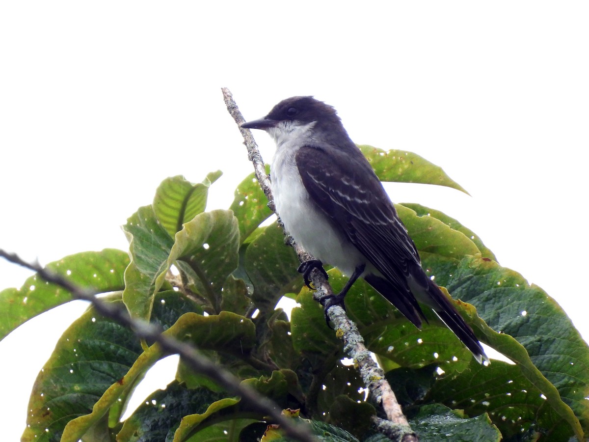 Eastern Kingbird - ML623813172