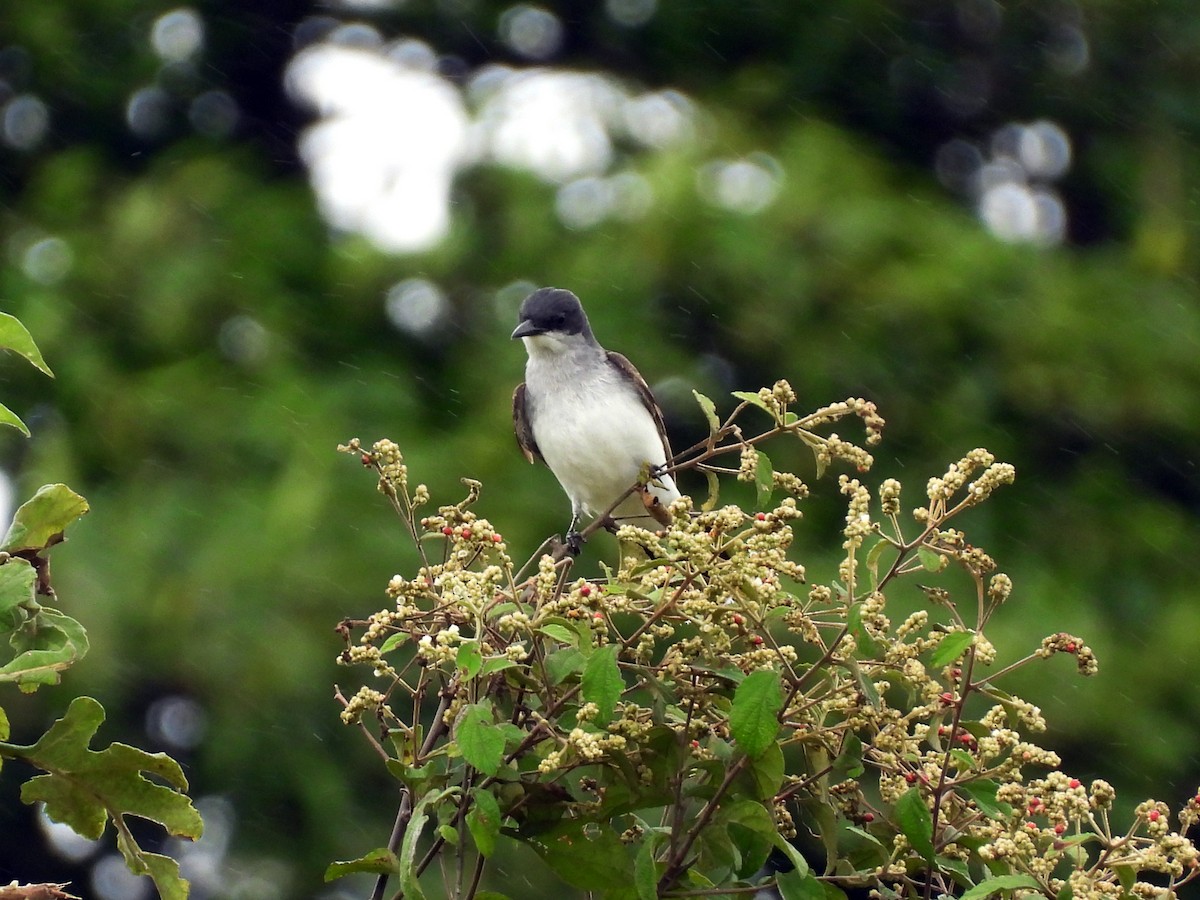 Eastern Kingbird - ML623813179