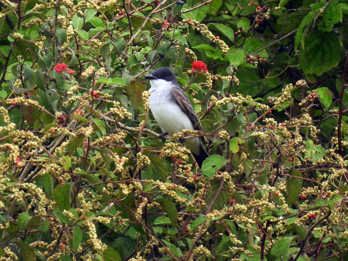 Eastern Kingbird - ML623813183