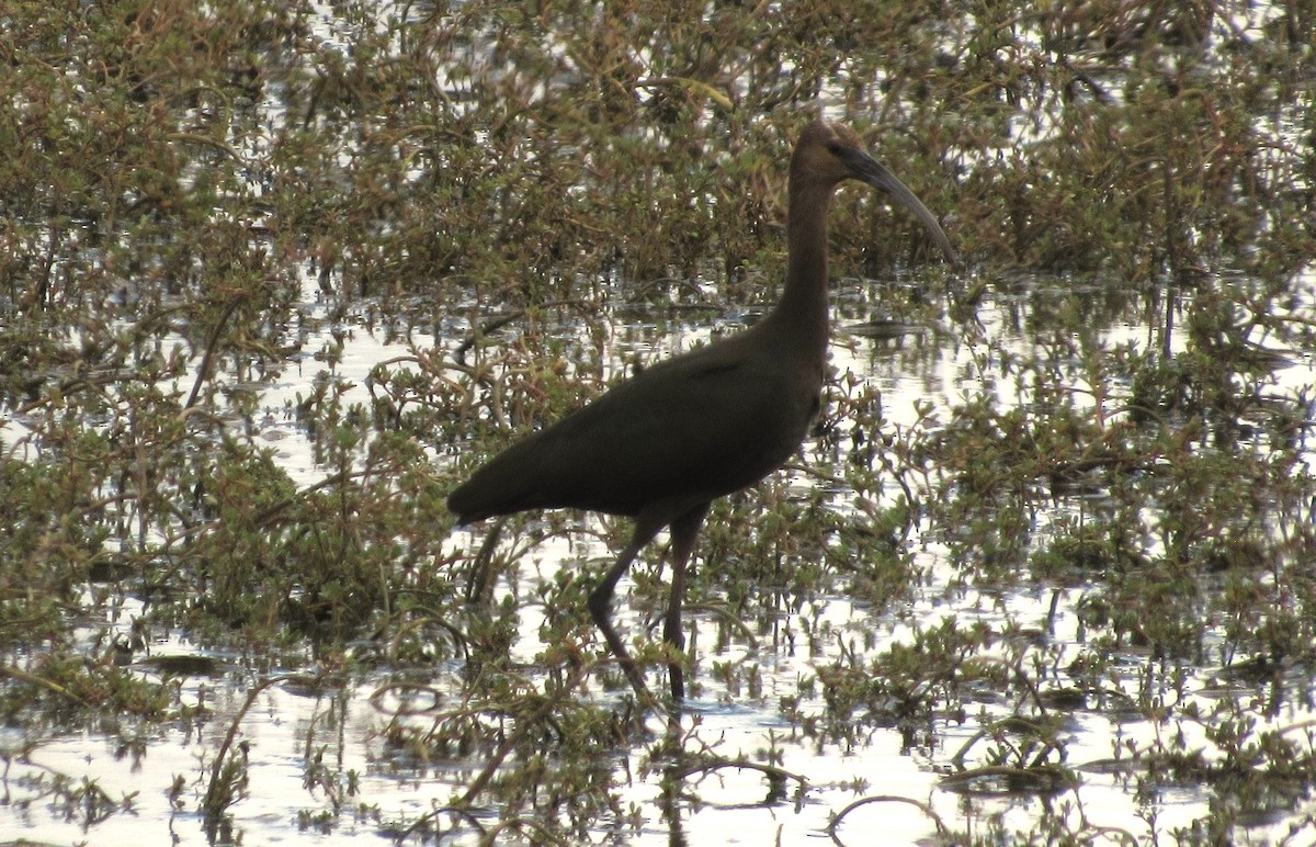 White-faced Ibis - ML623813202