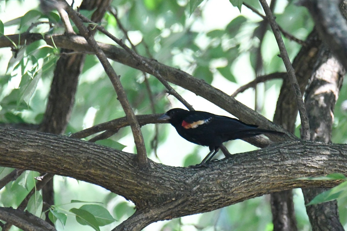 Red-winged Blackbird - ML623813205