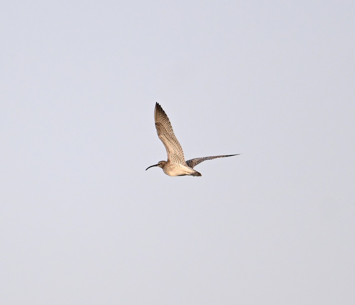 Chiurlo piccolo (phaeopus) - ML623813215