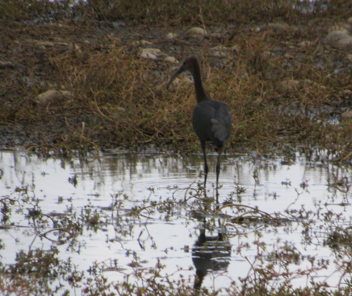 White-faced Ibis - ML623813217