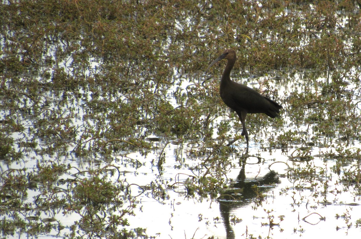 White-faced Ibis - ML623813242