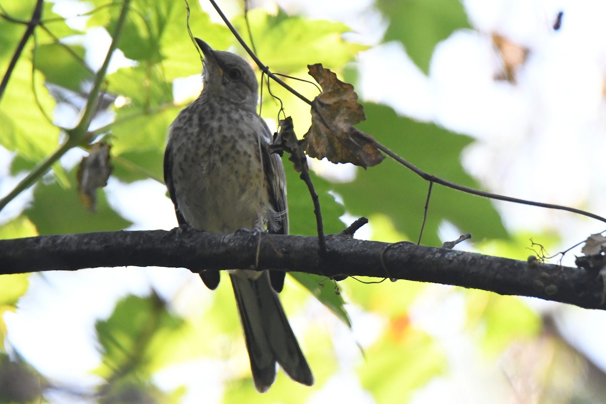 Northern Mockingbird - ML623813261