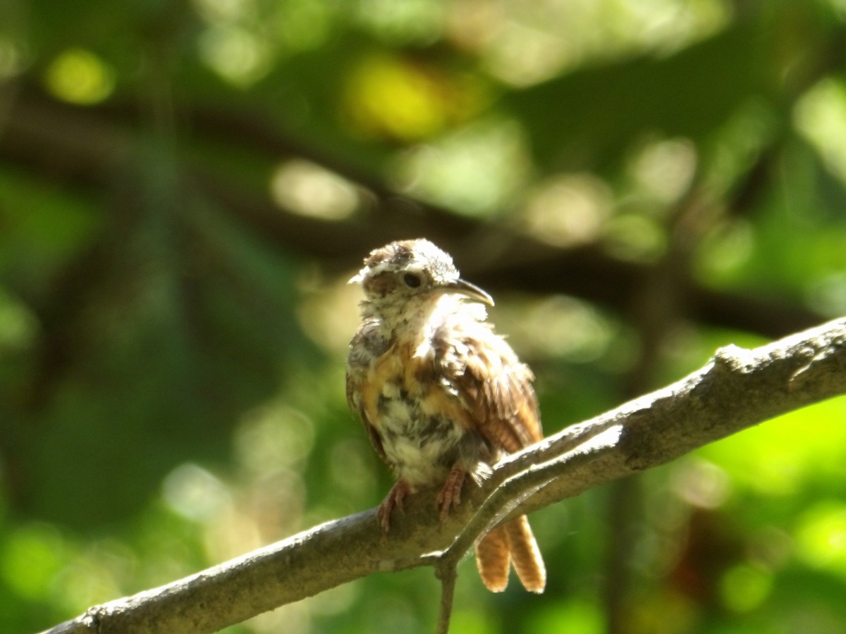 Carolina Wren - ML623813289