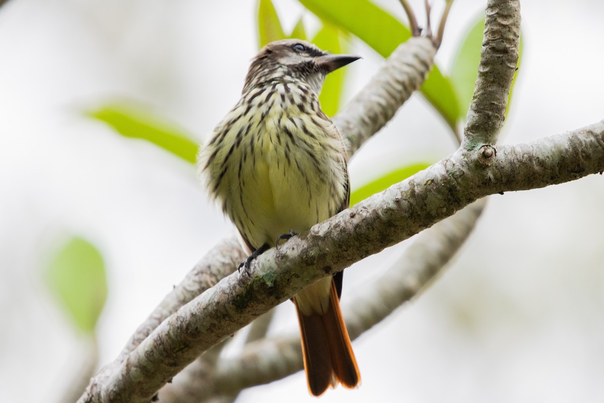 Sulphur-bellied Flycatcher - ML623813290