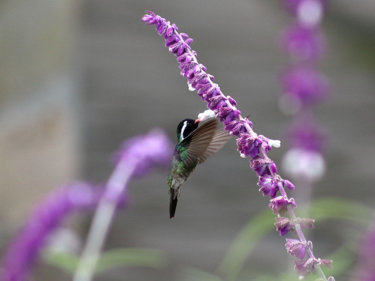 White-eared Hummingbird - ML623813319