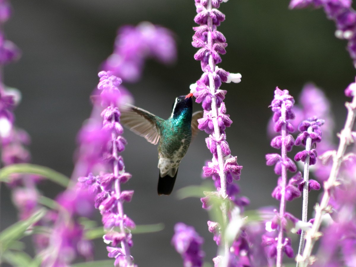 White-eared Hummingbird - ML623813320