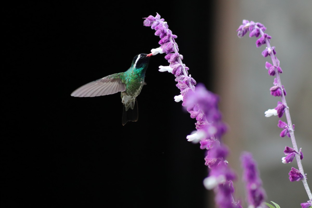 White-eared Hummingbird - ML623813323