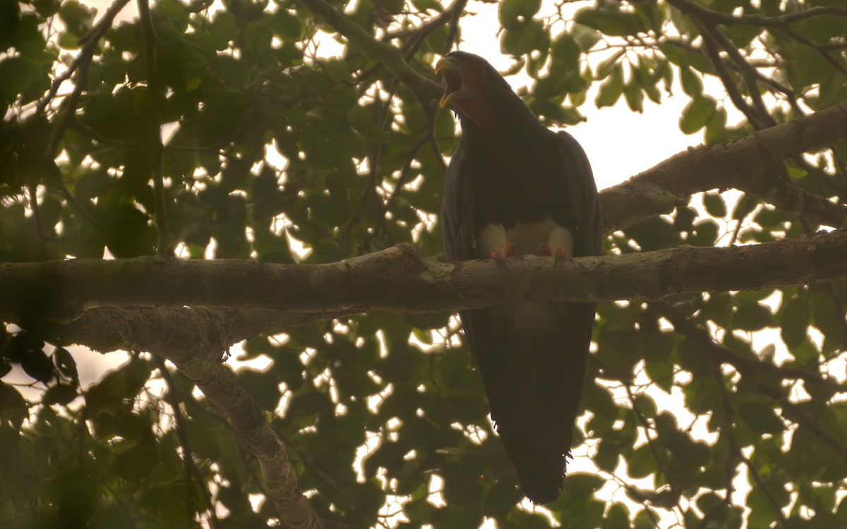 Red-throated Caracara - ML623813334