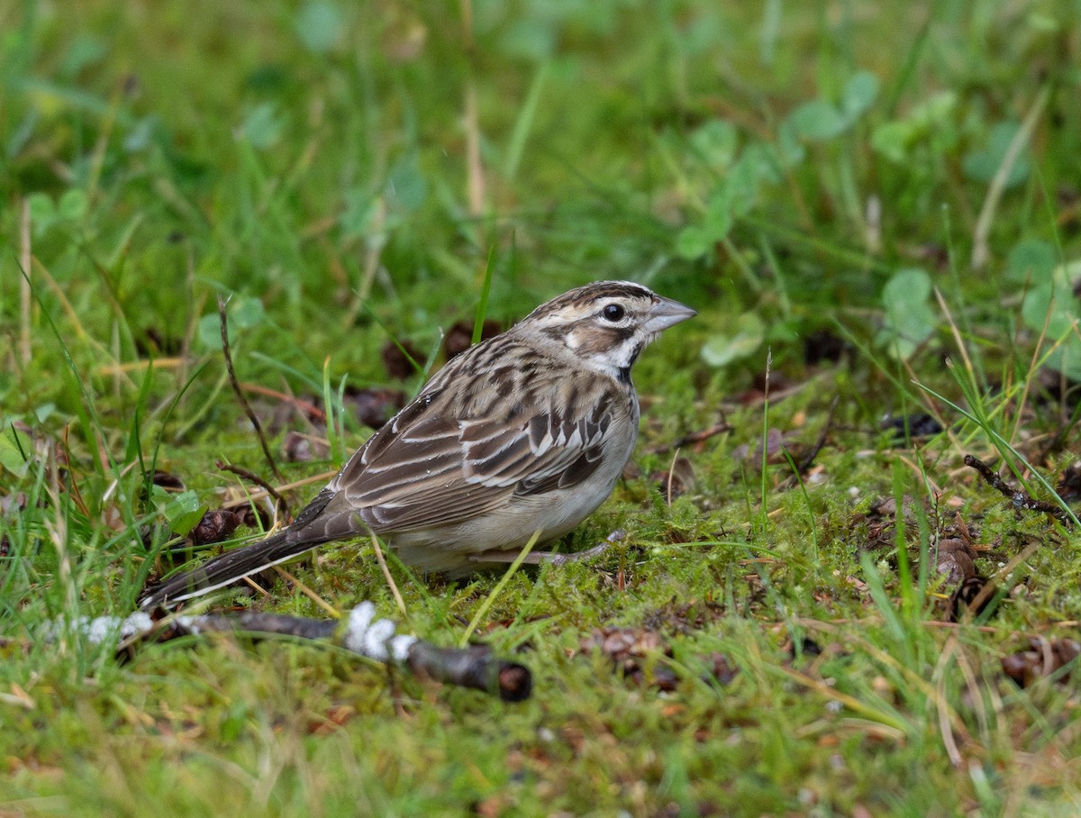 Lark Sparrow - Buzz Scher