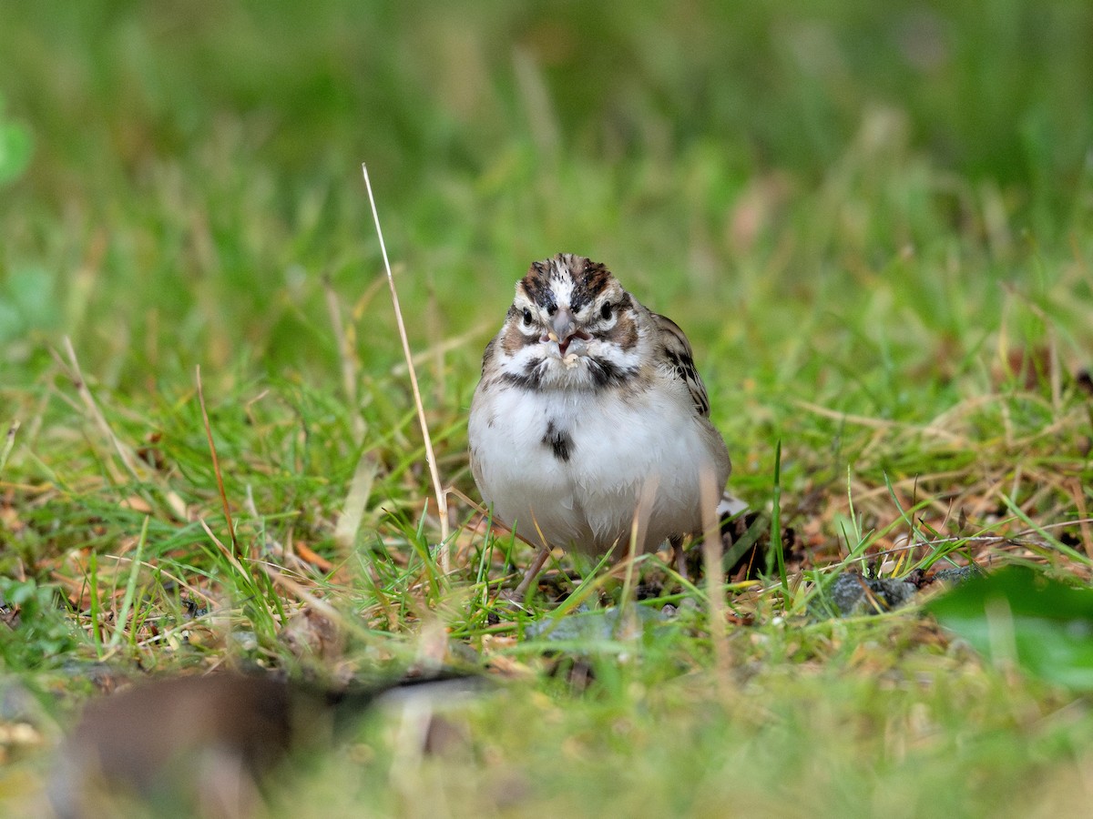 Lark Sparrow - Buzz Scher