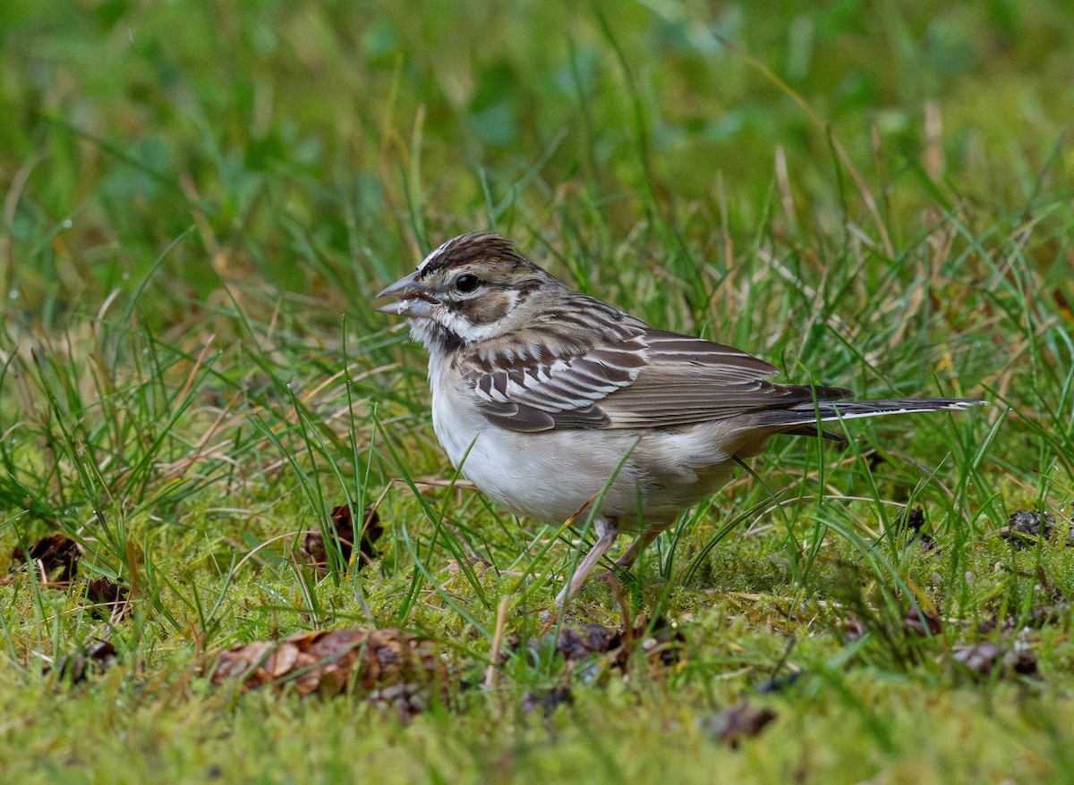 Lark Sparrow - ML623813343