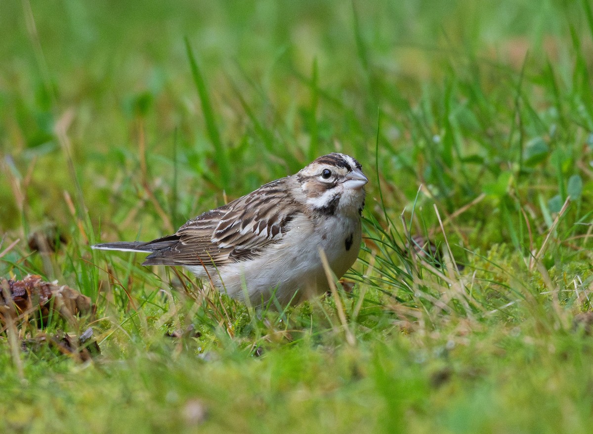 Lark Sparrow - ML623813344