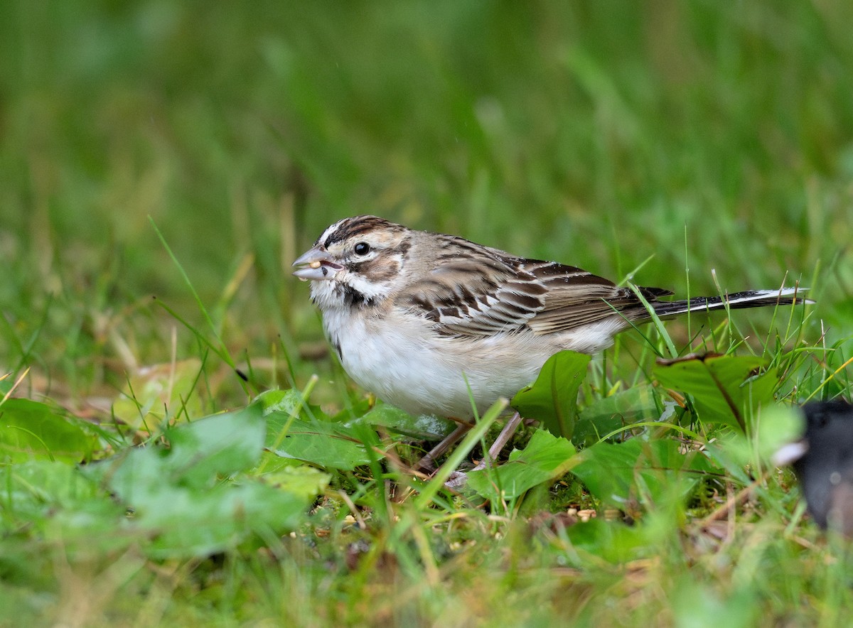 Lark Sparrow - ML623813345