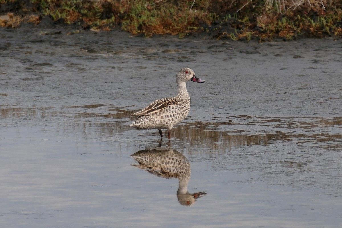 Cape Teal - ML623813348