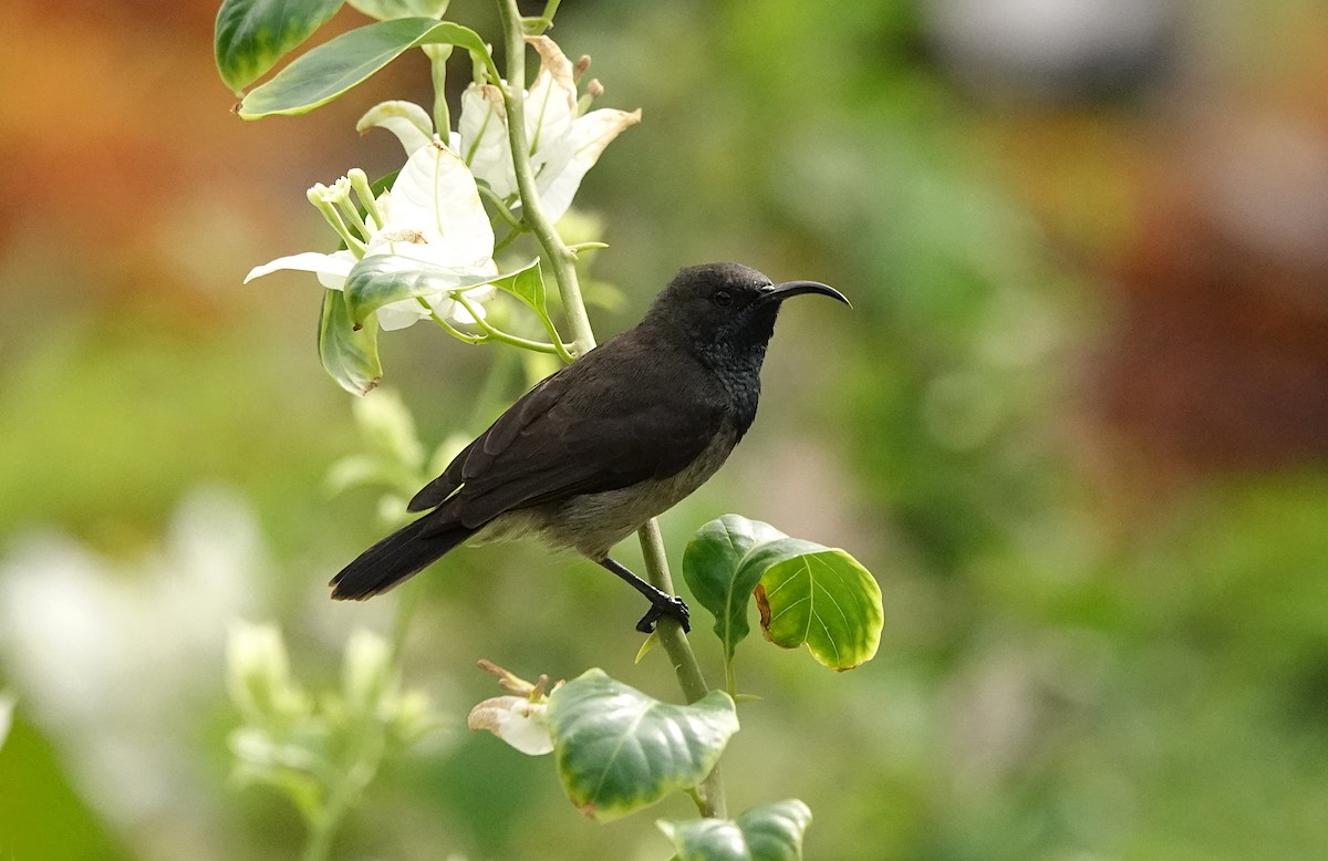 Seychelles Sunbird - ML623813378