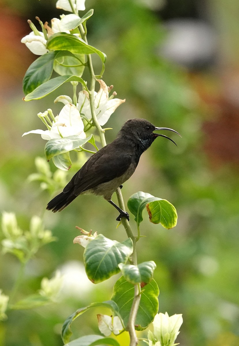Seychelles Sunbird - ML623813379