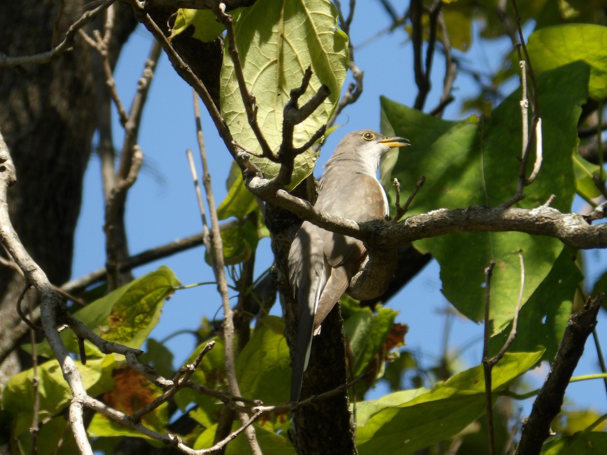 Yellow-billed Cuckoo - ML623813380