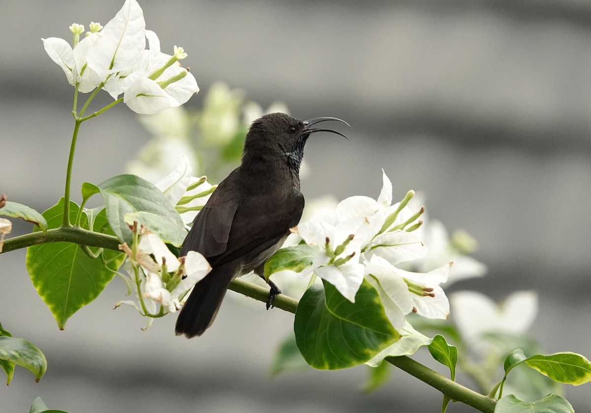 Seychelles Sunbird - ML623813382
