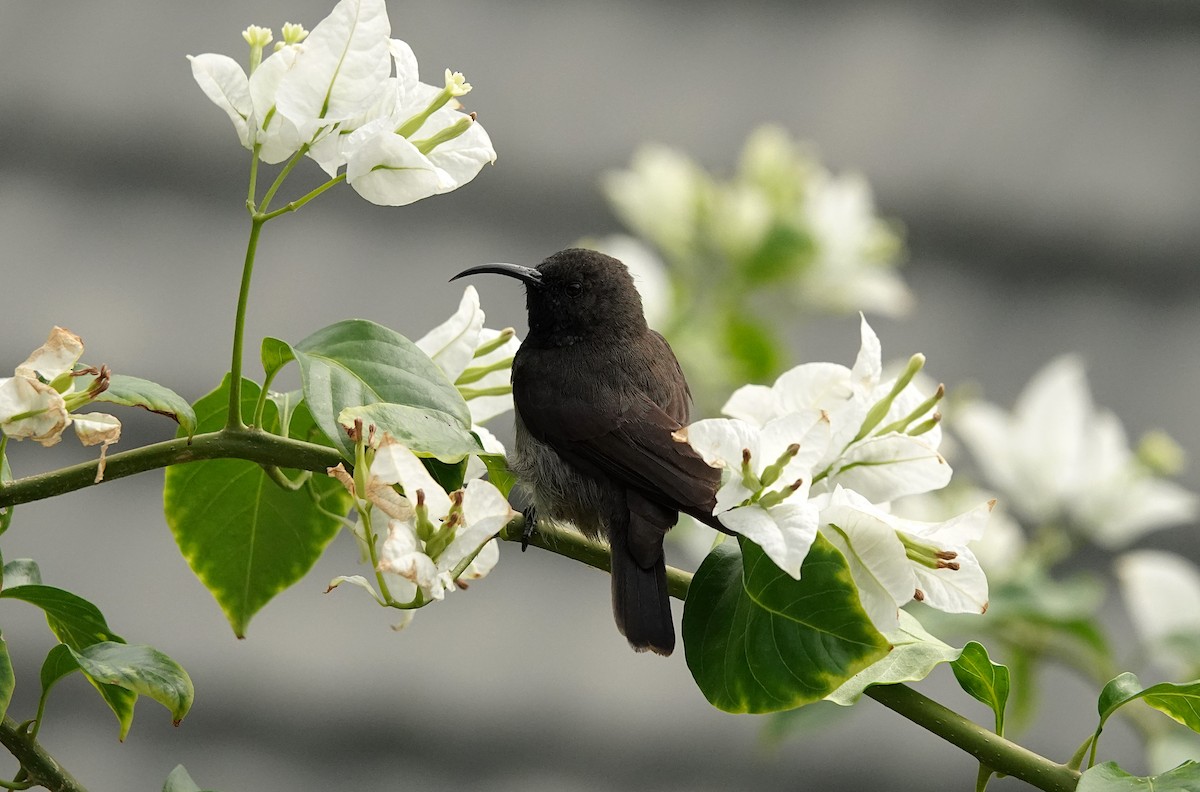 Seychelles Sunbird - ML623813383