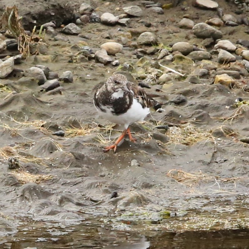 Ruddy Turnstone - ML623813416