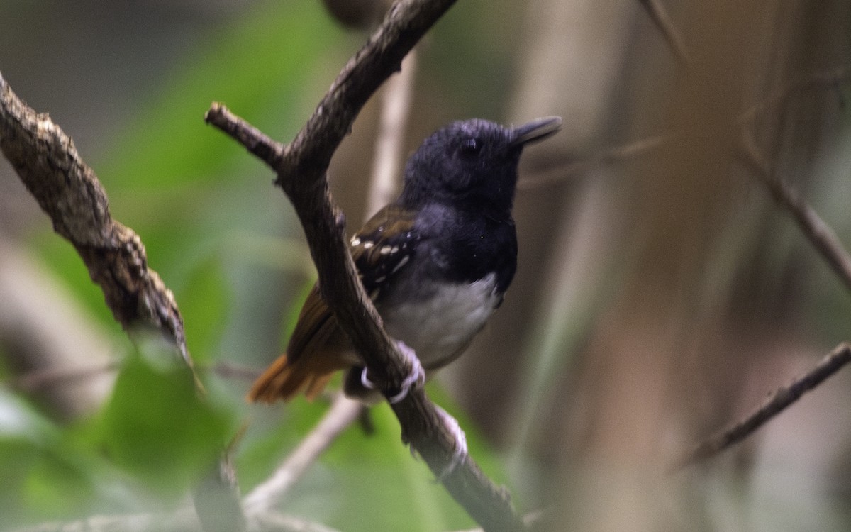 Chestnut-tailed Antbird - Priscila Couto