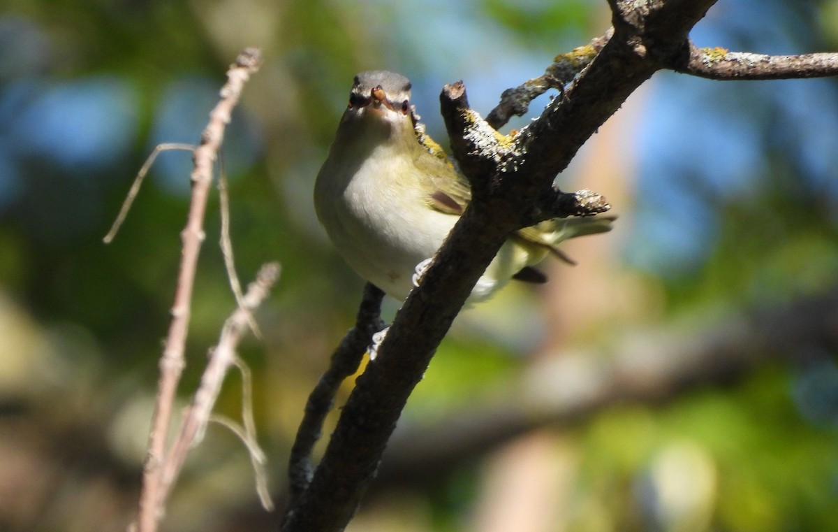 Red-eyed Vireo - ML623813487
