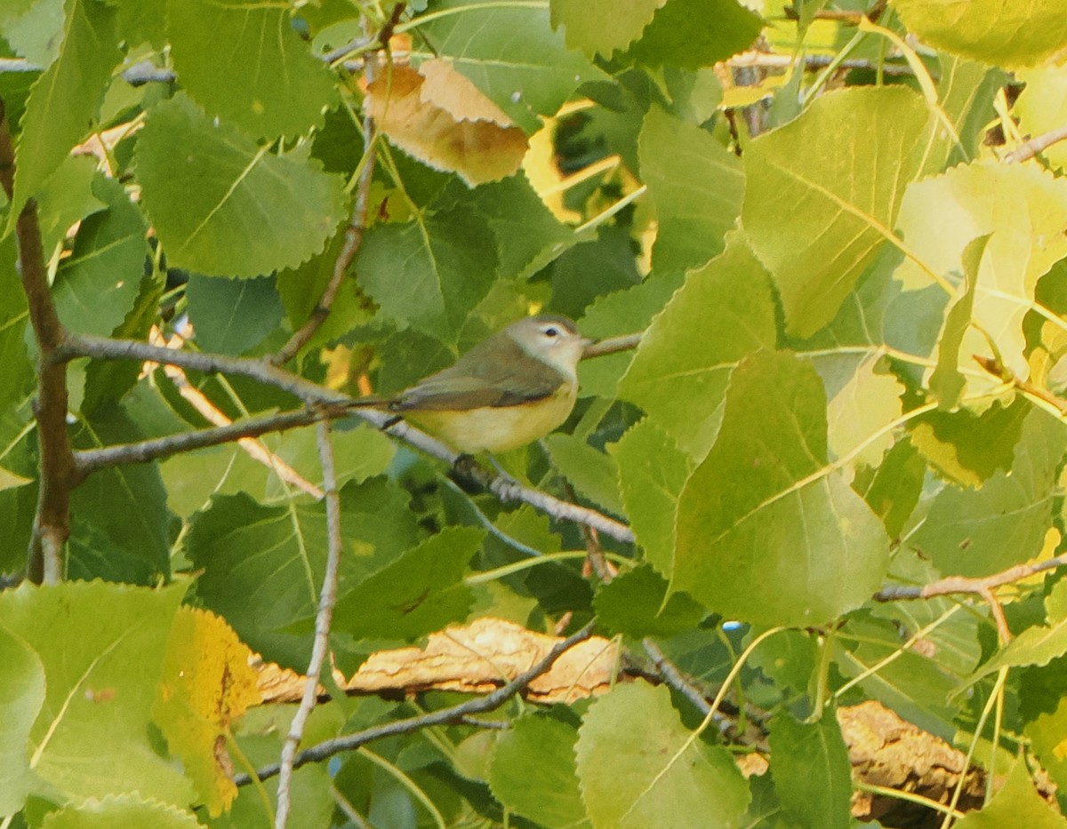 Nashville Warbler - ML623813488