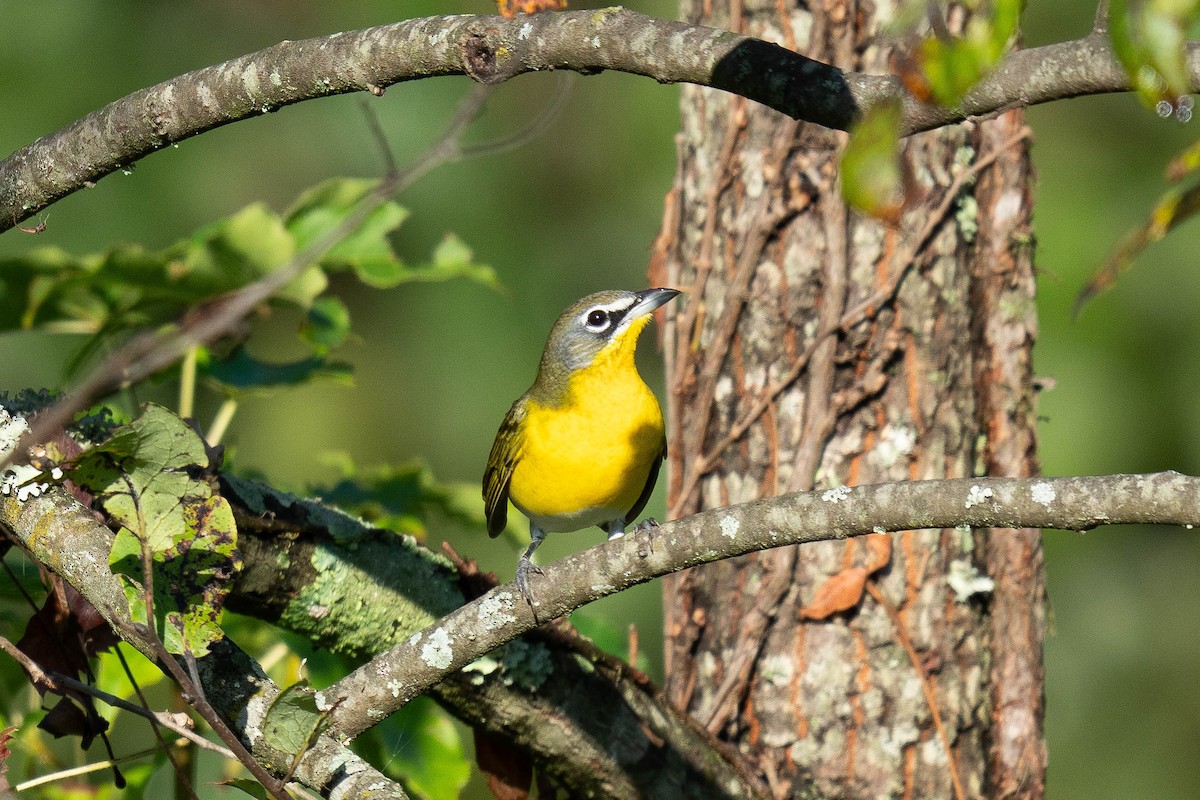 Yellow-breasted Chat - ML623813504